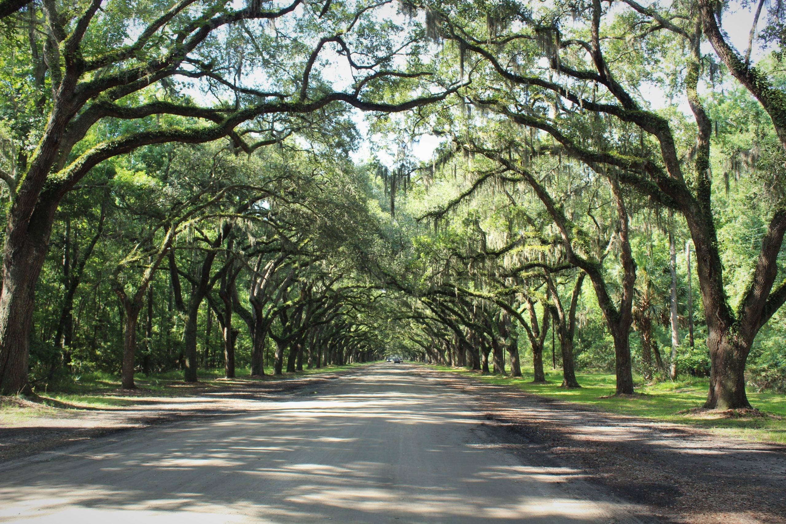 dirt road lined by oak trees