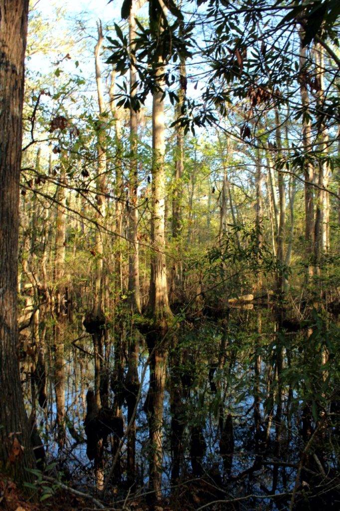 Cypress trees reflected in black swamp water