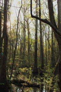 Spooky cypress swamp with sun shining through the trees