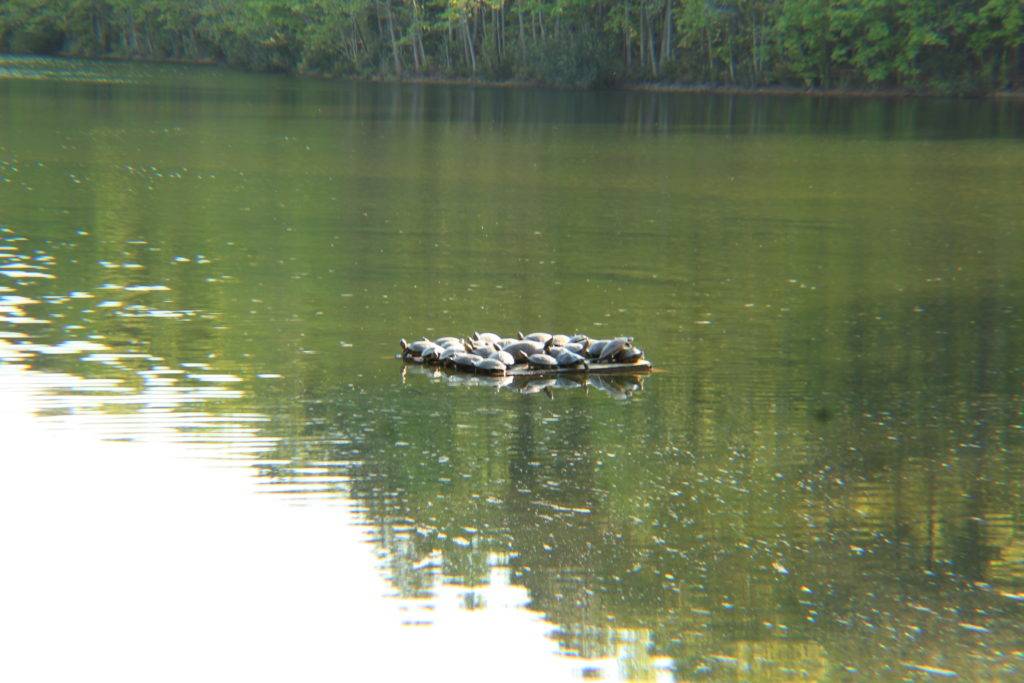 Group of turtles piled onto a wooden sunning dock in a green lake at Sandy Bottom nature Park