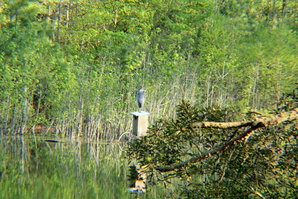 gray heron perched on a birdhouse in a lake.