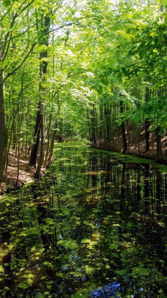 Creek views at Northwest River Park