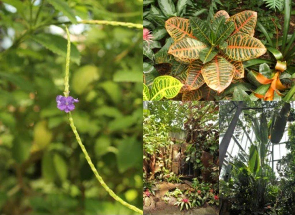 Greenhouse plants at Frederick Meijer Gardens