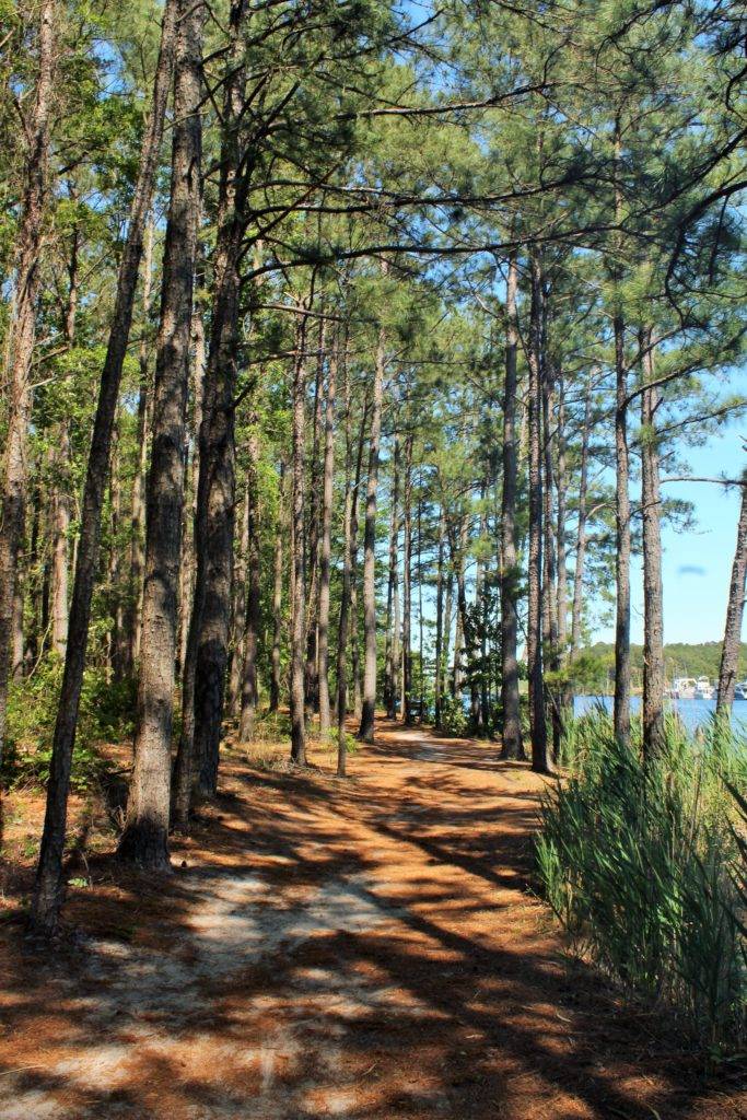 broad forested pathway