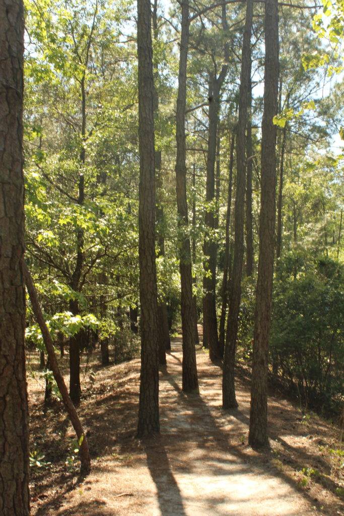 narrow forest pathway