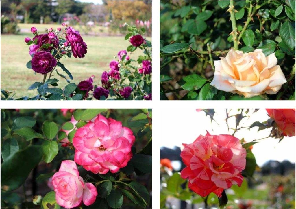 Rose Garden at Norfolk Botanical Garden in Hampton Roads