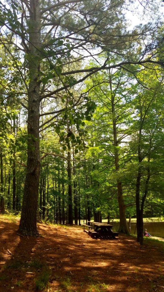 Picnic table at  Northwest River Park