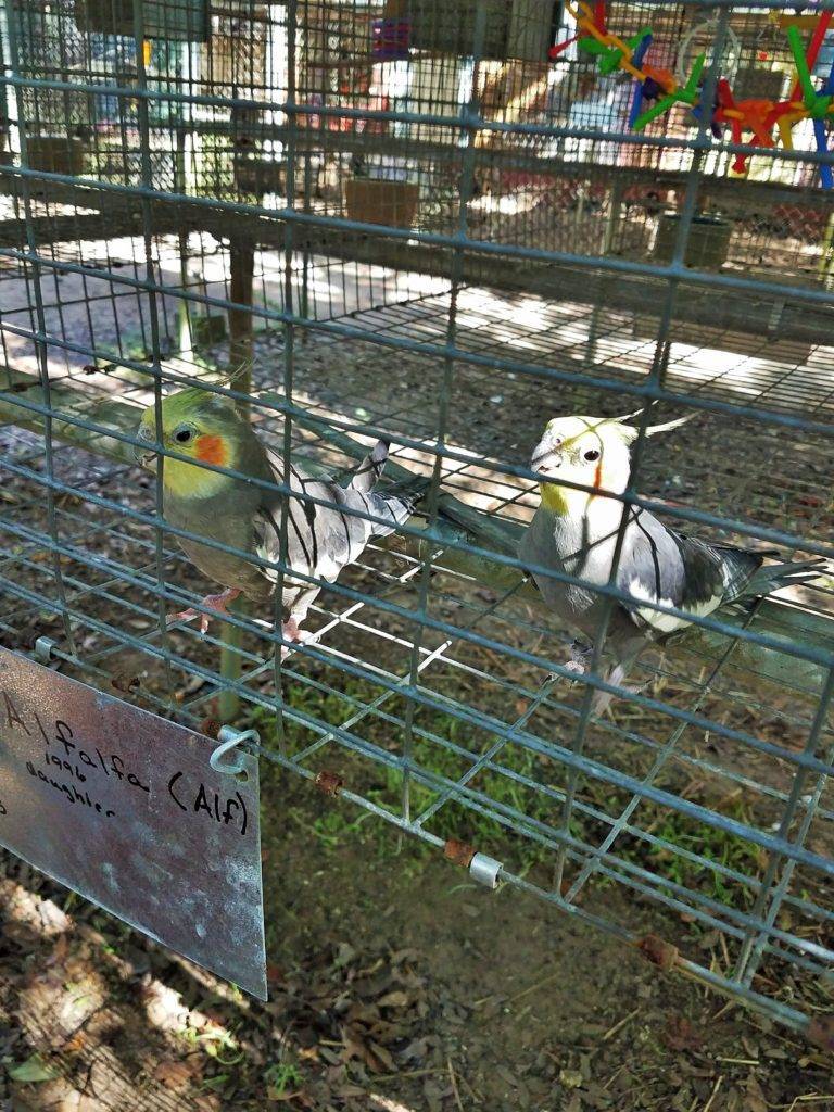 Two friendly cockatiels at Uncle Sandy's