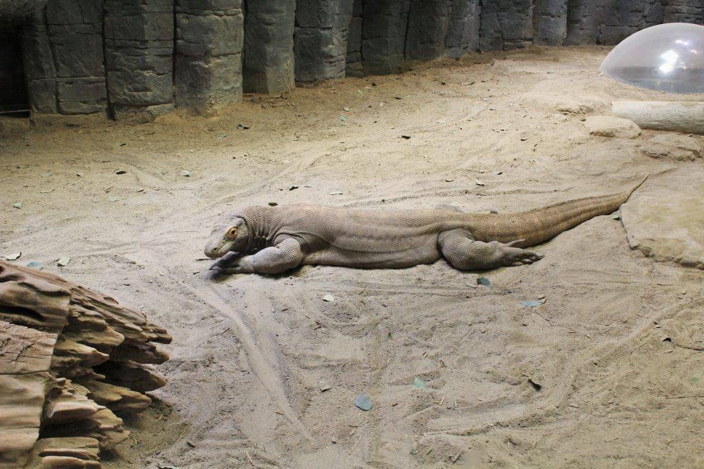 Komodo Dragon at the Virginia Aquarium and Marine Science Center