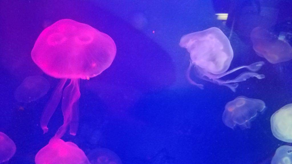 Jellyfish at the Virginia Aquarium