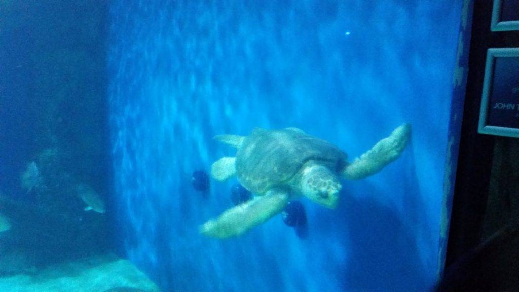 Loggerhead turtle in the Light Tower Aquarium exhibit