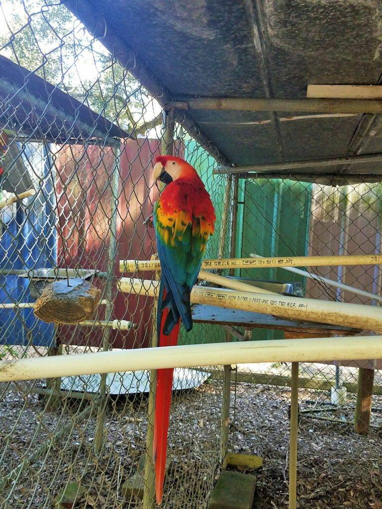 Scarlet Macaw on PVC pipe perch at uncle Sandy's bird park