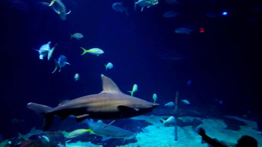 Shark at the Norfolk Canyone Aquarium