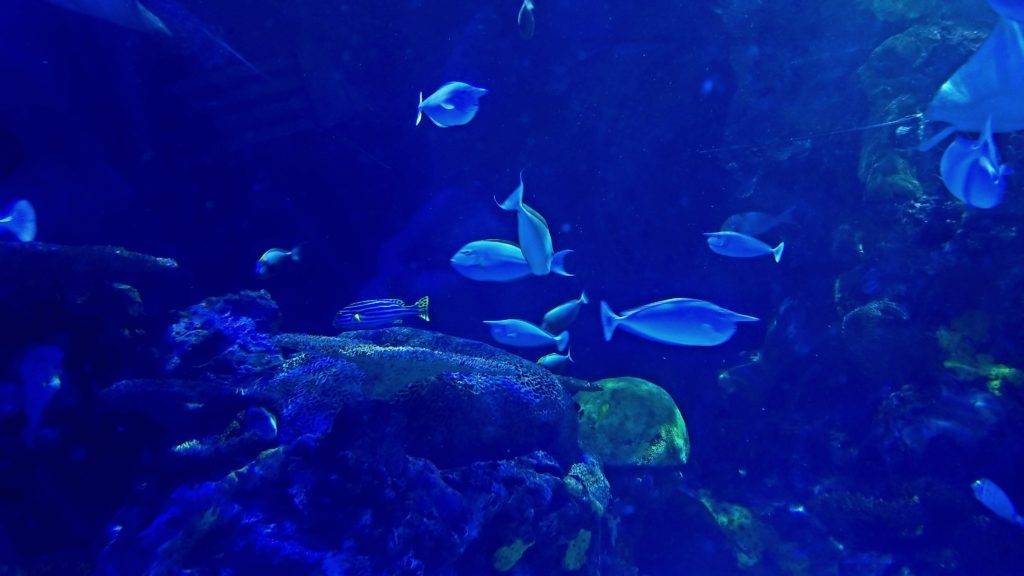 Large aquarium with tropical fish at the Virginia Aquarium