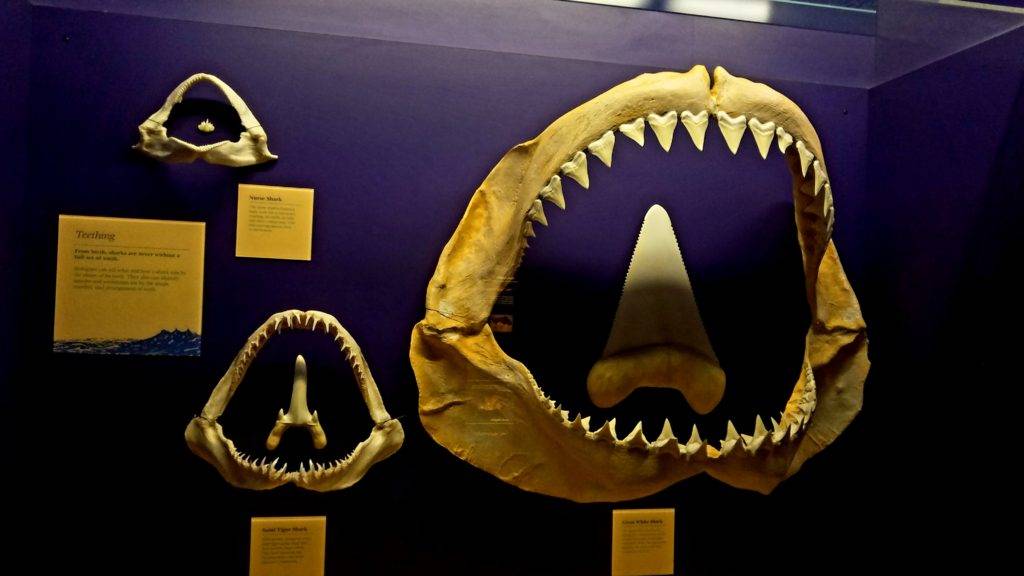 Display of Shark teeth at the Virginia Aquarium