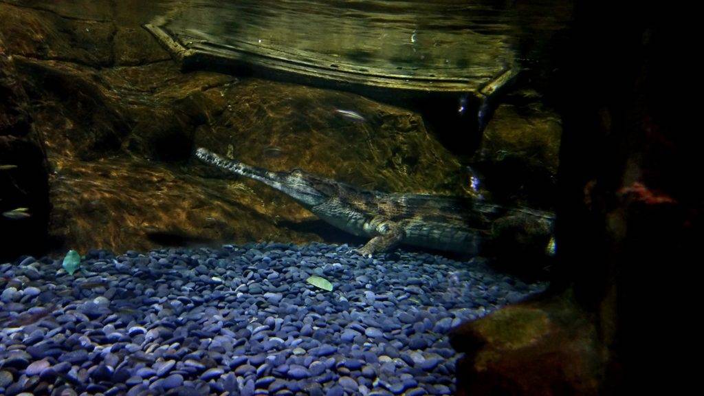 Tomistoma crocodiles at the Virginia Aquarium