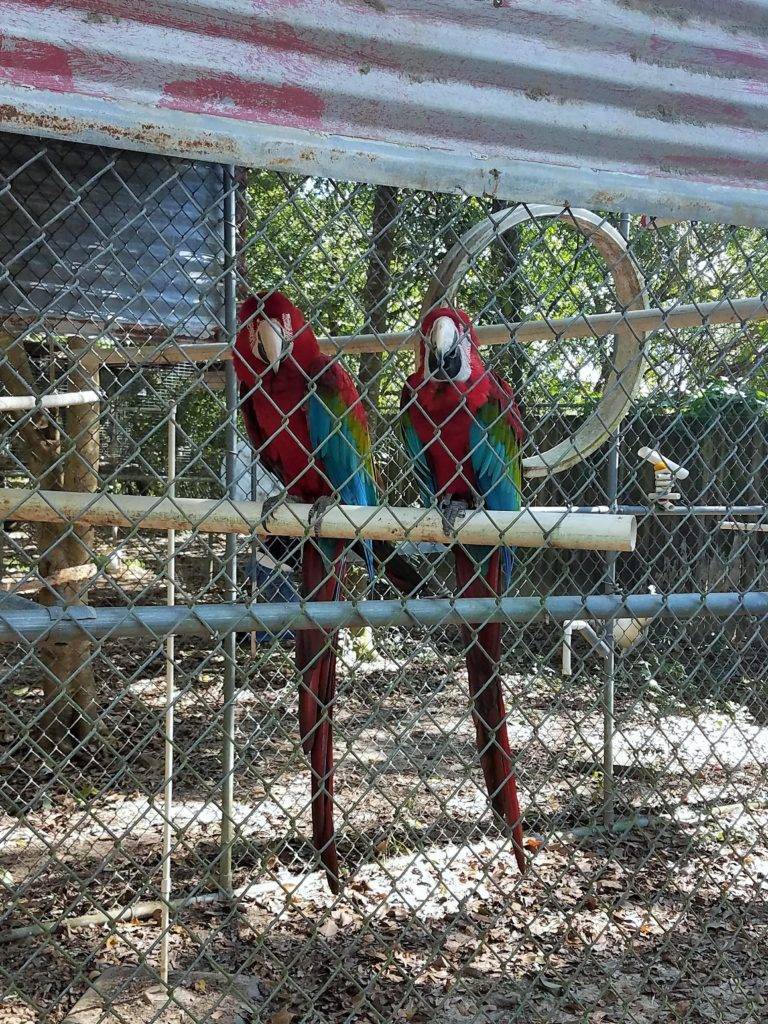 Two macaws enjoying their habitat