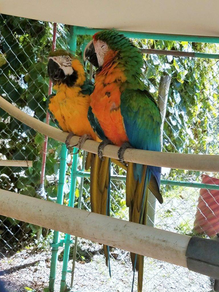 Two Macaws at Uncle Sandy's bird park