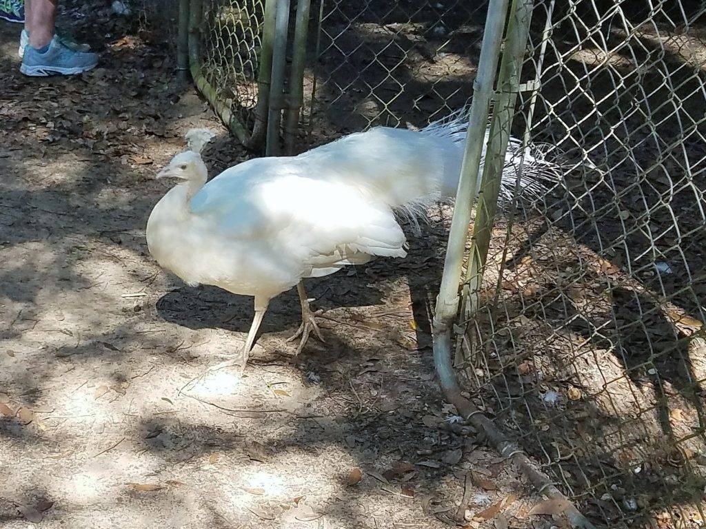 Albino peacock strutting around Uncle Sandy's bird park