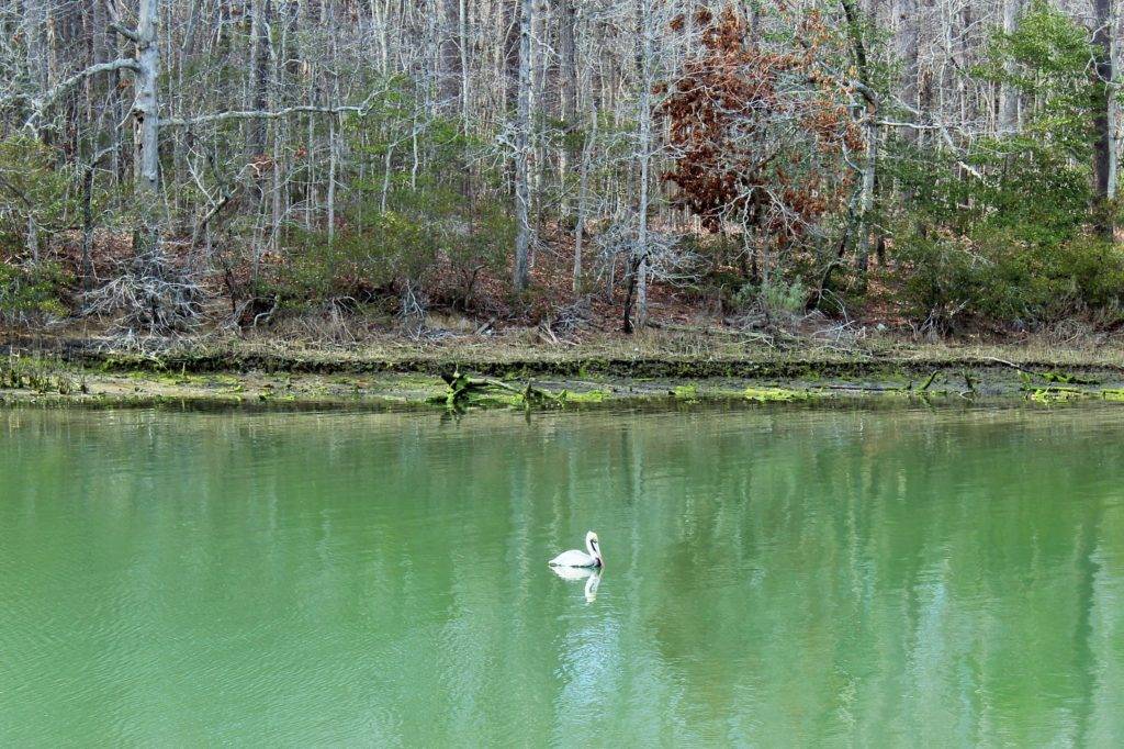 Pelican floating along the Nature Trail