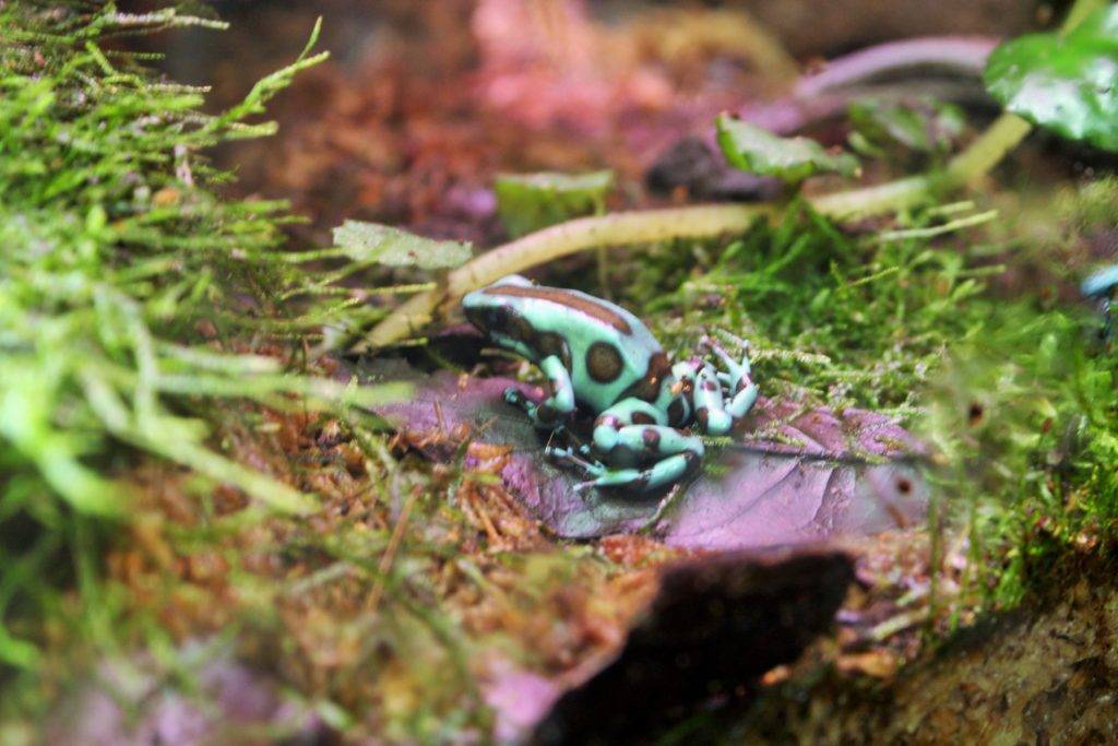 Dart frog at the Virginia Aquarium