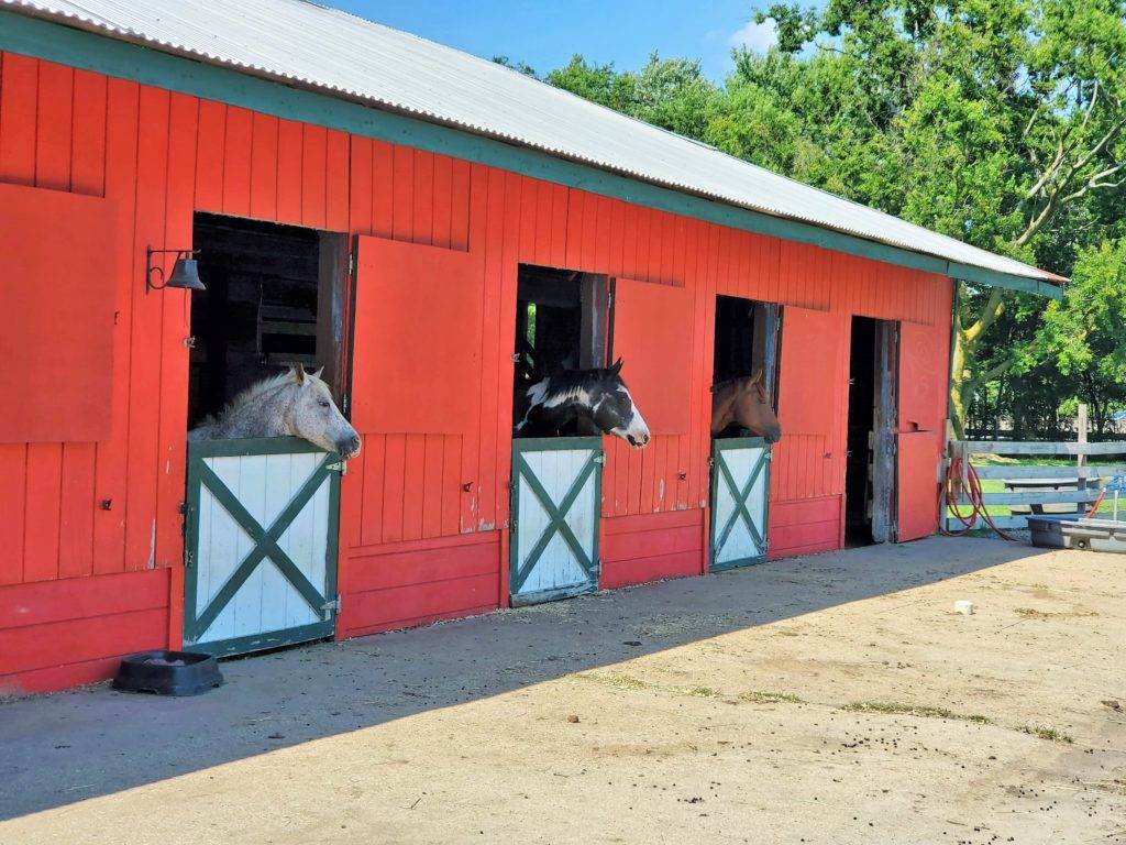 three horses in a red barn at Bluebird Gap Farm
