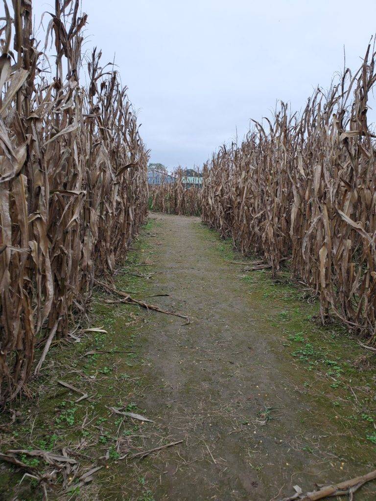 tall rows of corn in the corn maze at Bergey's Breadbasket