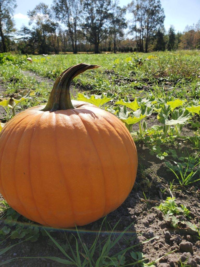 pumpkin in a field