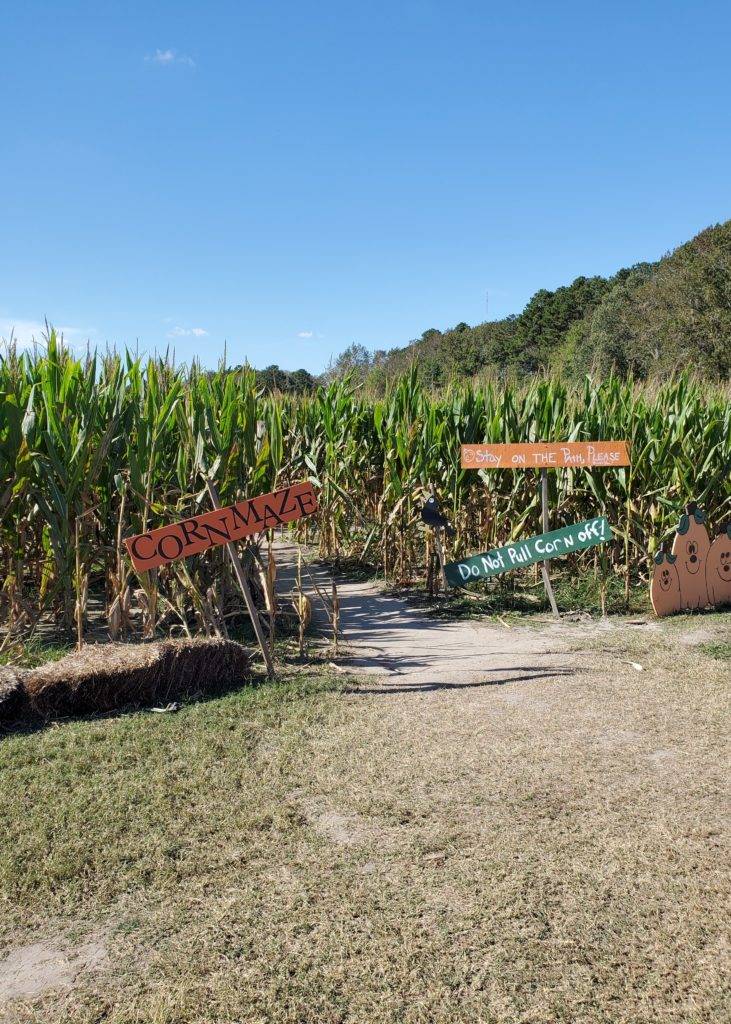 Cornmaze at Hickory Ridge Farm