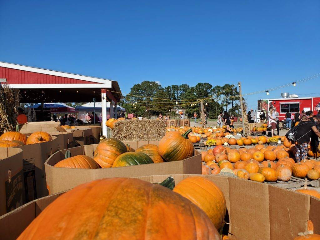 Pumpkins at Hickory Ridge Farm in Fall