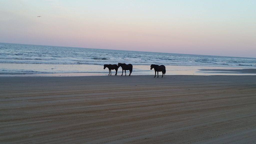 Wild horses enjoying the Corolla Beach at sunset