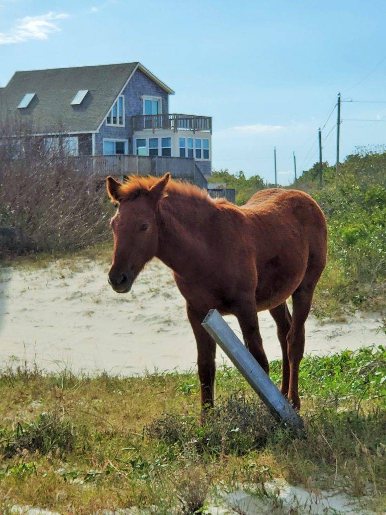 a wild pony outside of a beach house in Corolla, NC