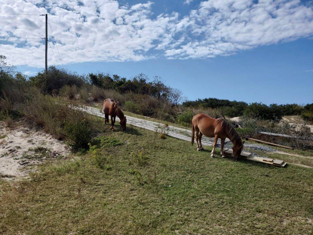 wild horses grazing under a blue sky in Corolla, NC
