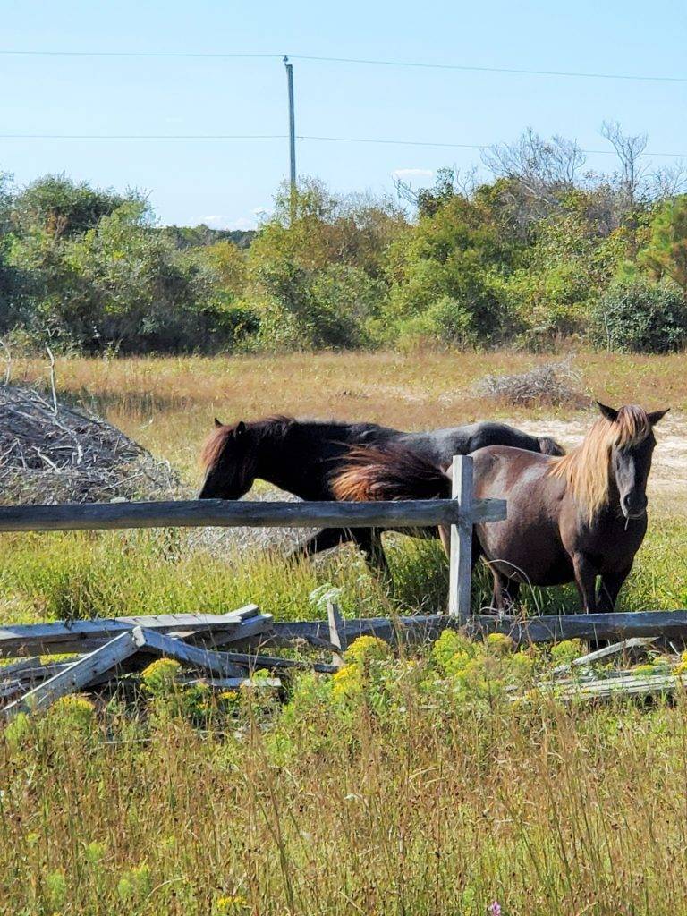 wild horses by a broken-down fence
