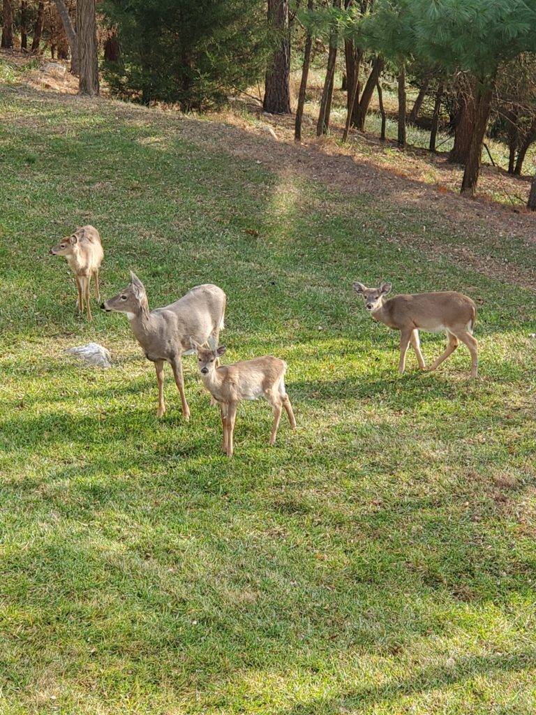 Deer at the Massanutten Resort