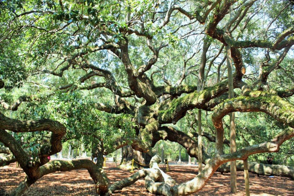 Massive Angel Oak tree with 28-foot trunk and branches over a hundred feet long in Charleston