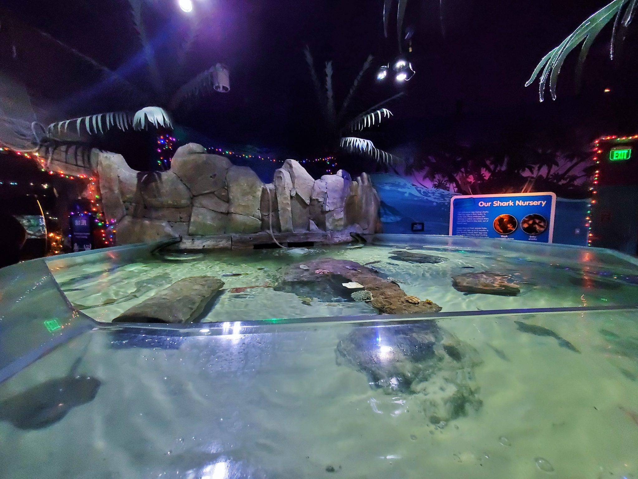 SEA LiFE The Cutest Aquarium in North Carolina!