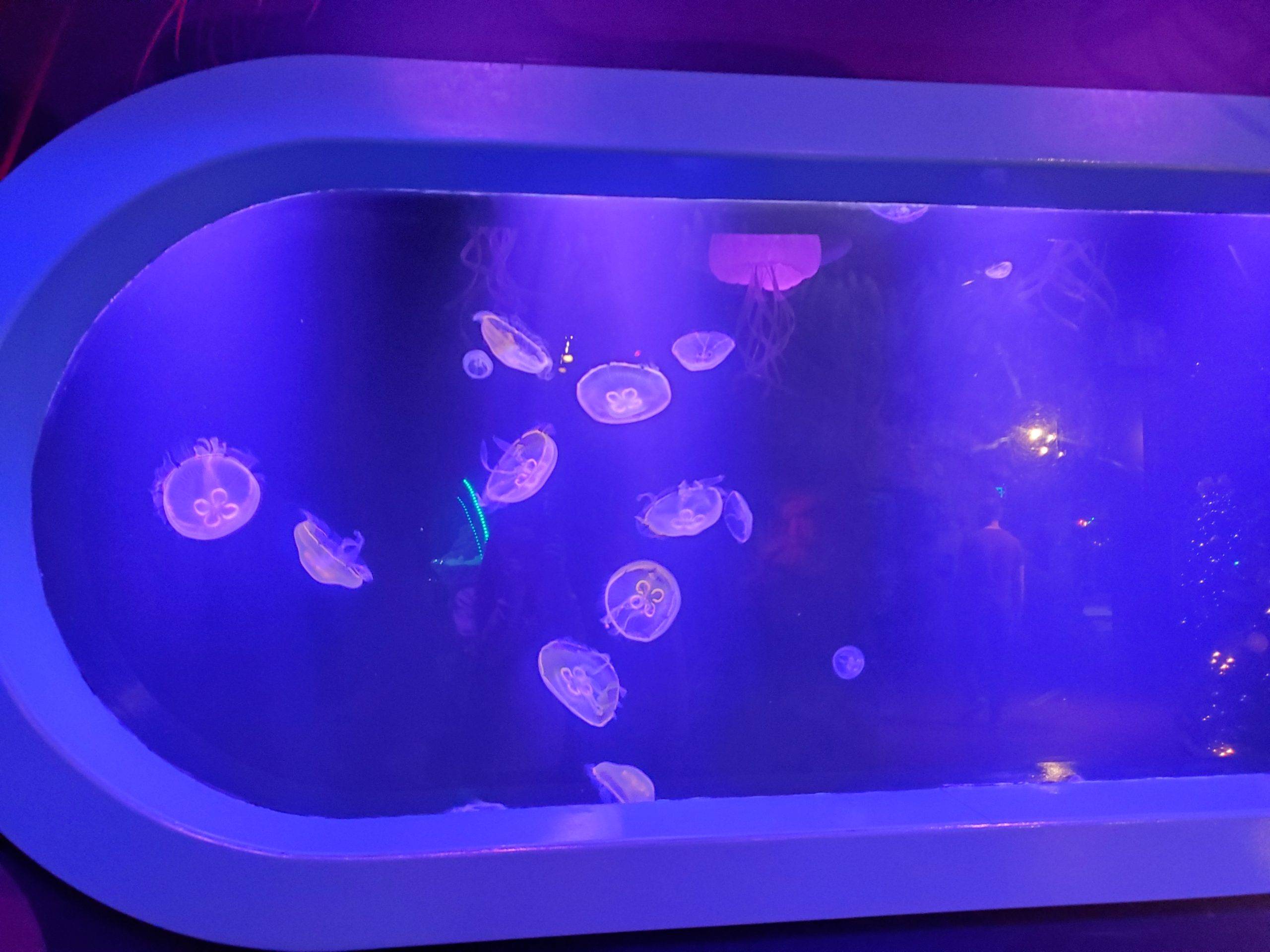 The Cutest Aquarium in North Carolina SEA LiFE