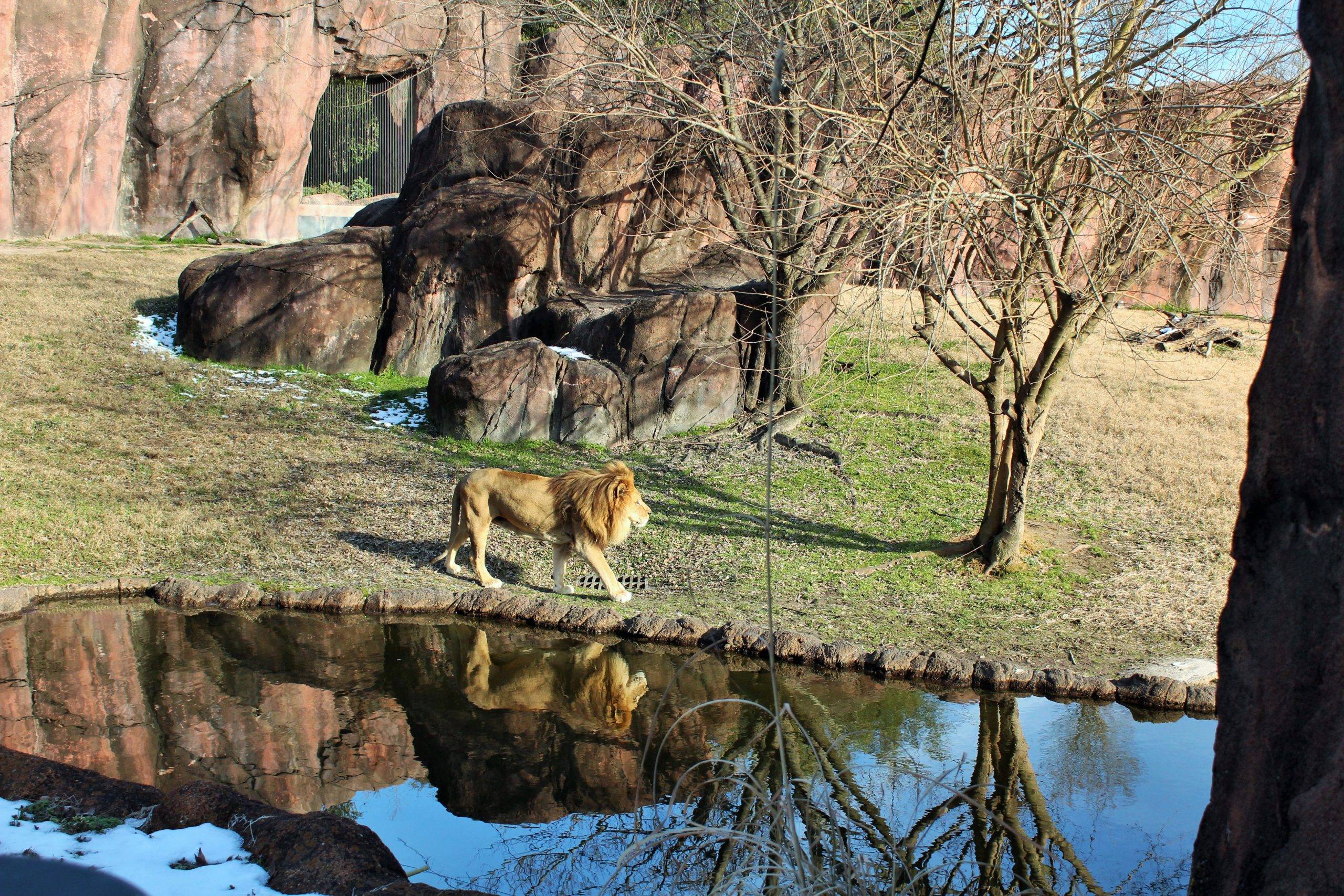 Have You Been To The Virginia Zoo? It’s Time!