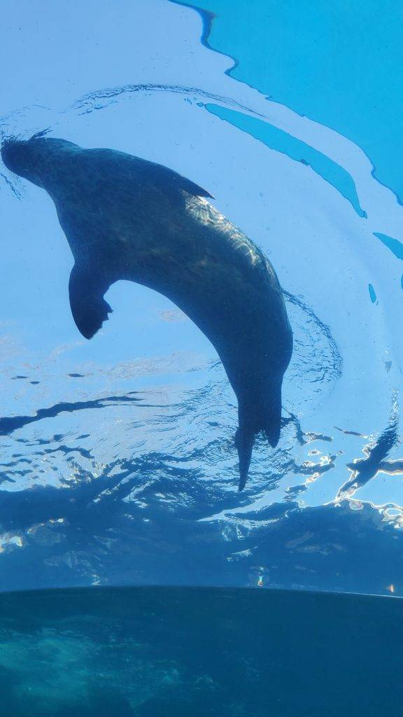 Sea Lion exhibit at Riverbanks Zoo