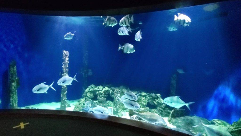 Chesapeak Bay Aquarium at Virginia Living Museum