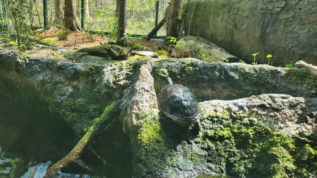 Turtle in the Cypress swamp exhibit at Virginia Living Museum