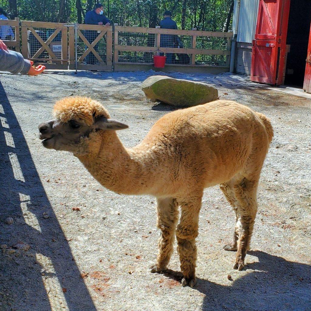 Happy alpaca at the Riverbanks Zoo