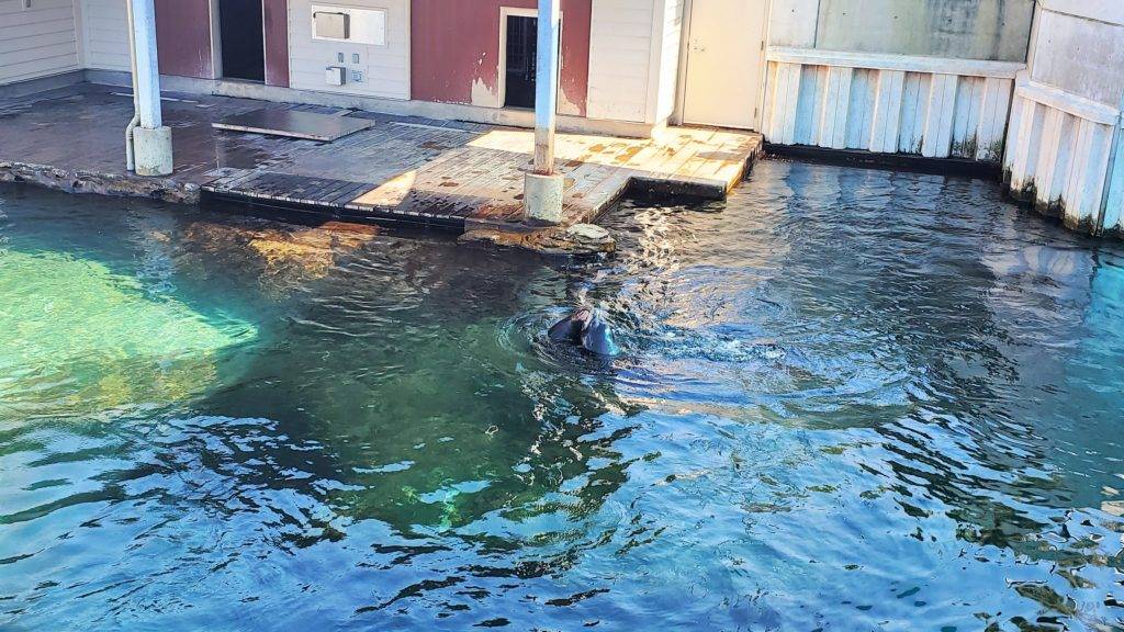 Sea lions playing at the Riverbanks Zoo & Garden