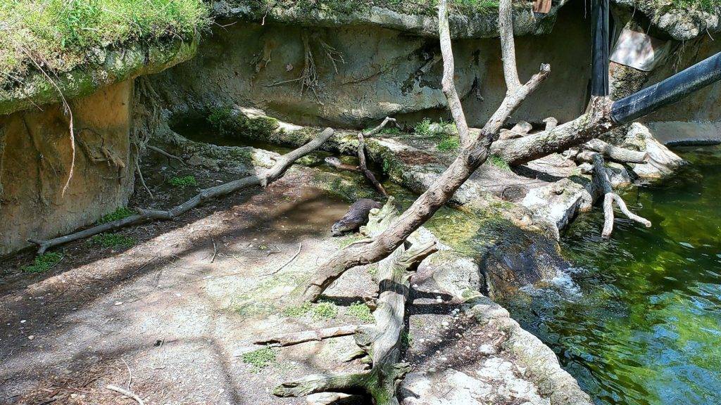 otters at the Virginia Living Museum
