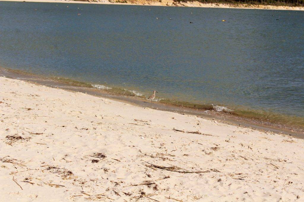 Sandpiper at Kiptopeke State Park
