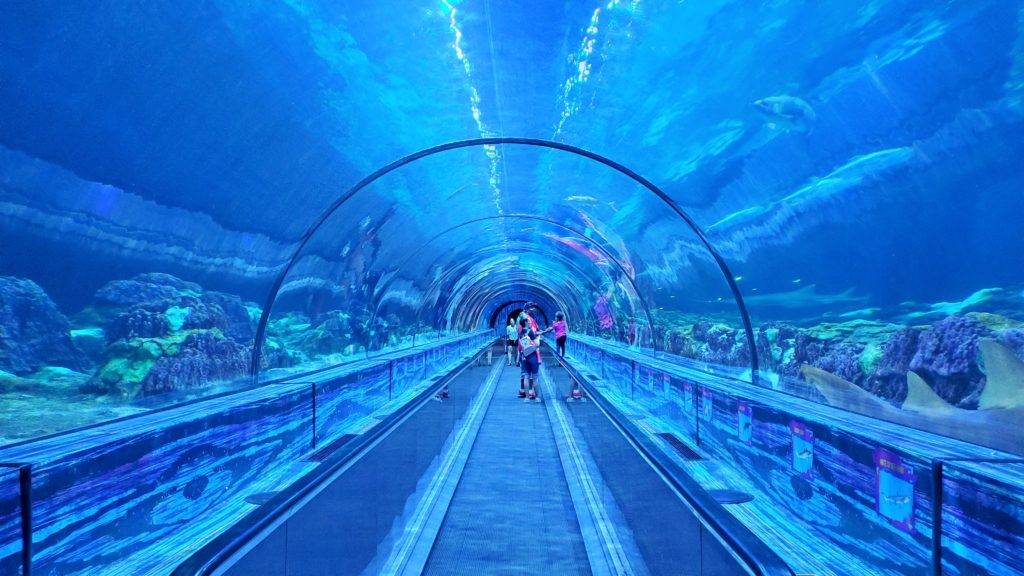 Shark tunnel sea world