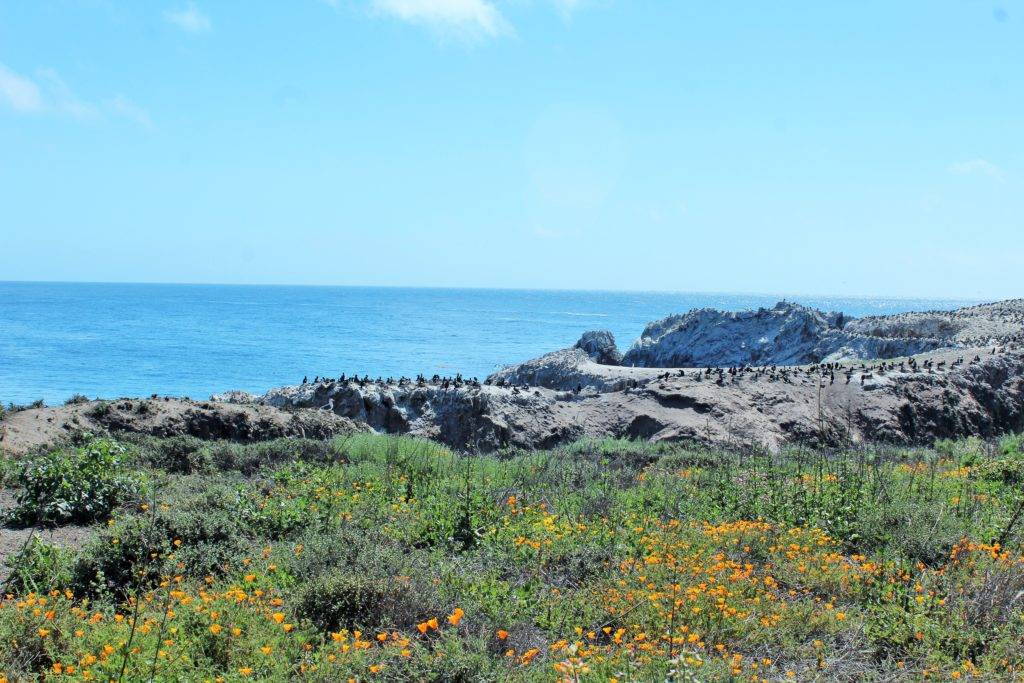 Rocky island covered with bird nests in the back ground and wildflowers in the front