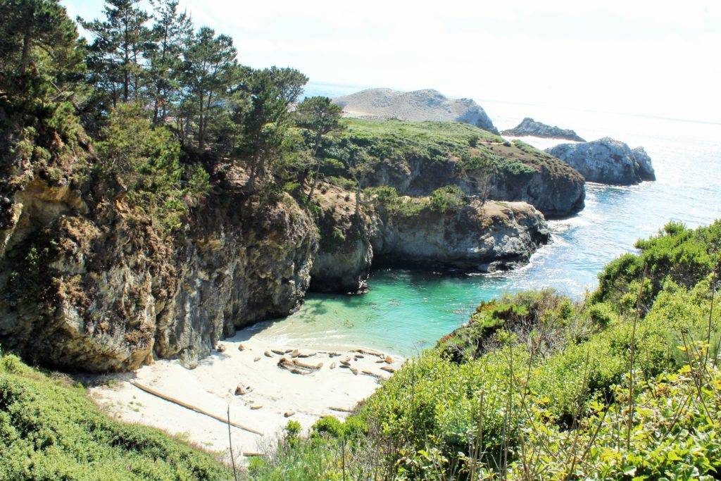 harbor seal pups on the sand next to bright blue water beside rocky cliffs