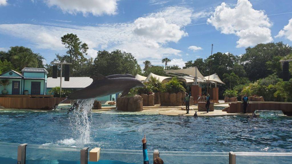 dolphins at Seaworld Orlando